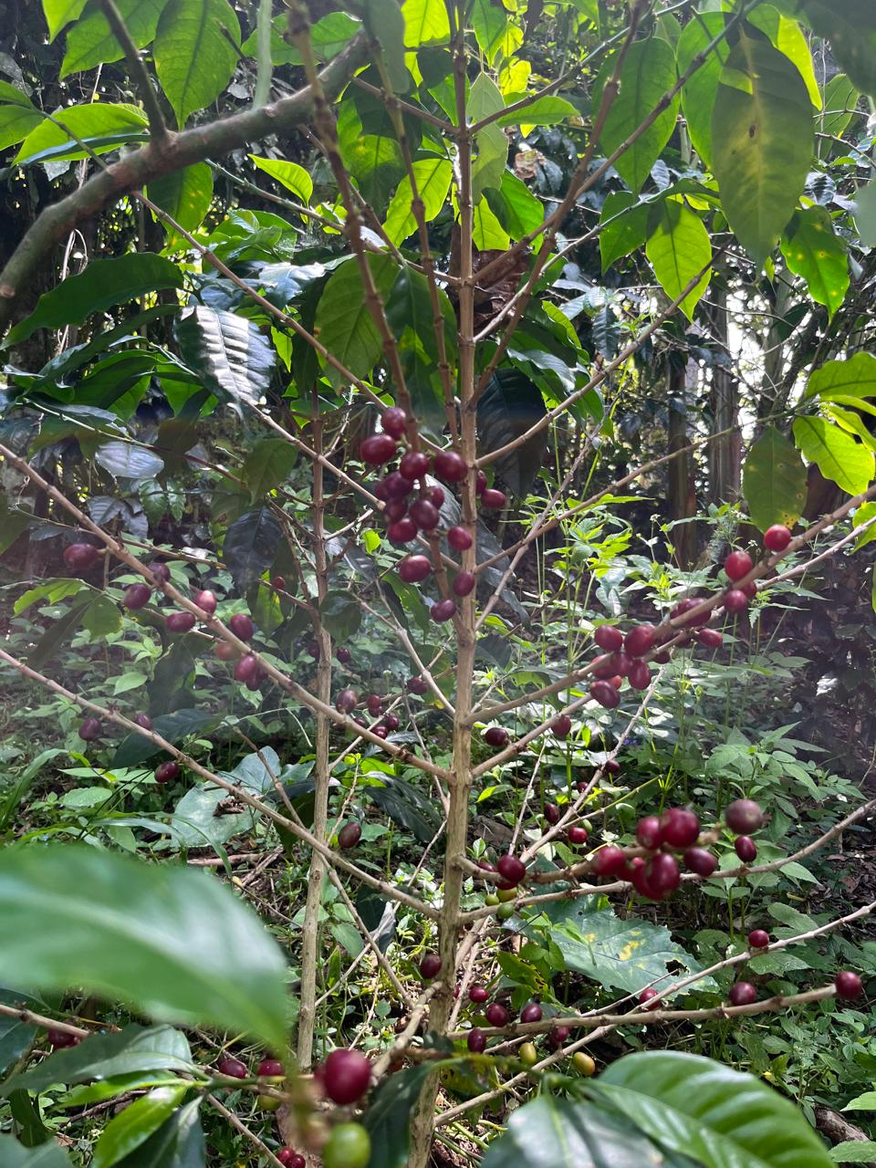 Don Alberto coffee farm